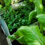 Agrikultura i kombustibel fosil