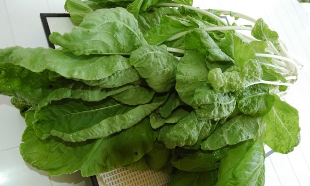 Sòpi di bèrdura pa hisa energia