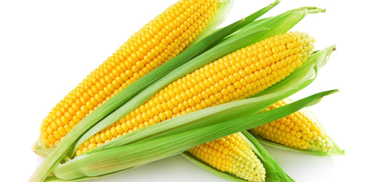 De Exacte Timing voor Zaaien en Kweken