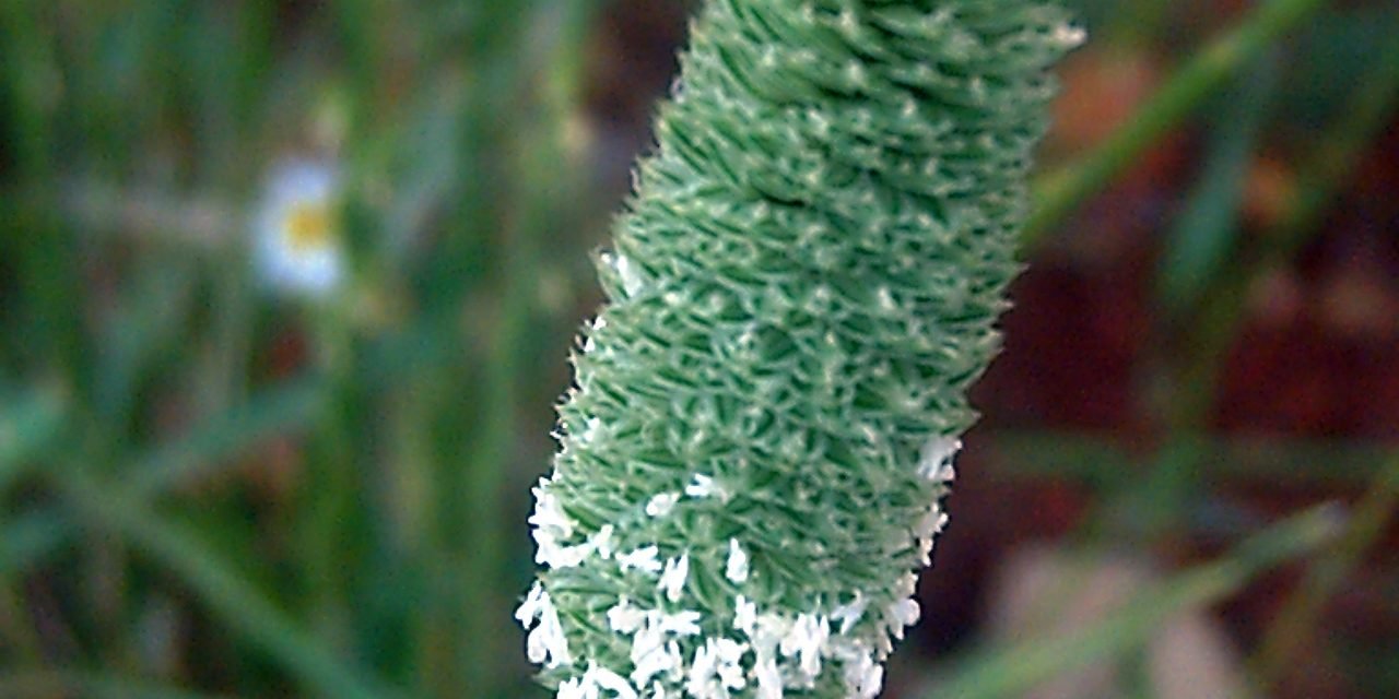 Kanariezaad niet alleen voor vogels