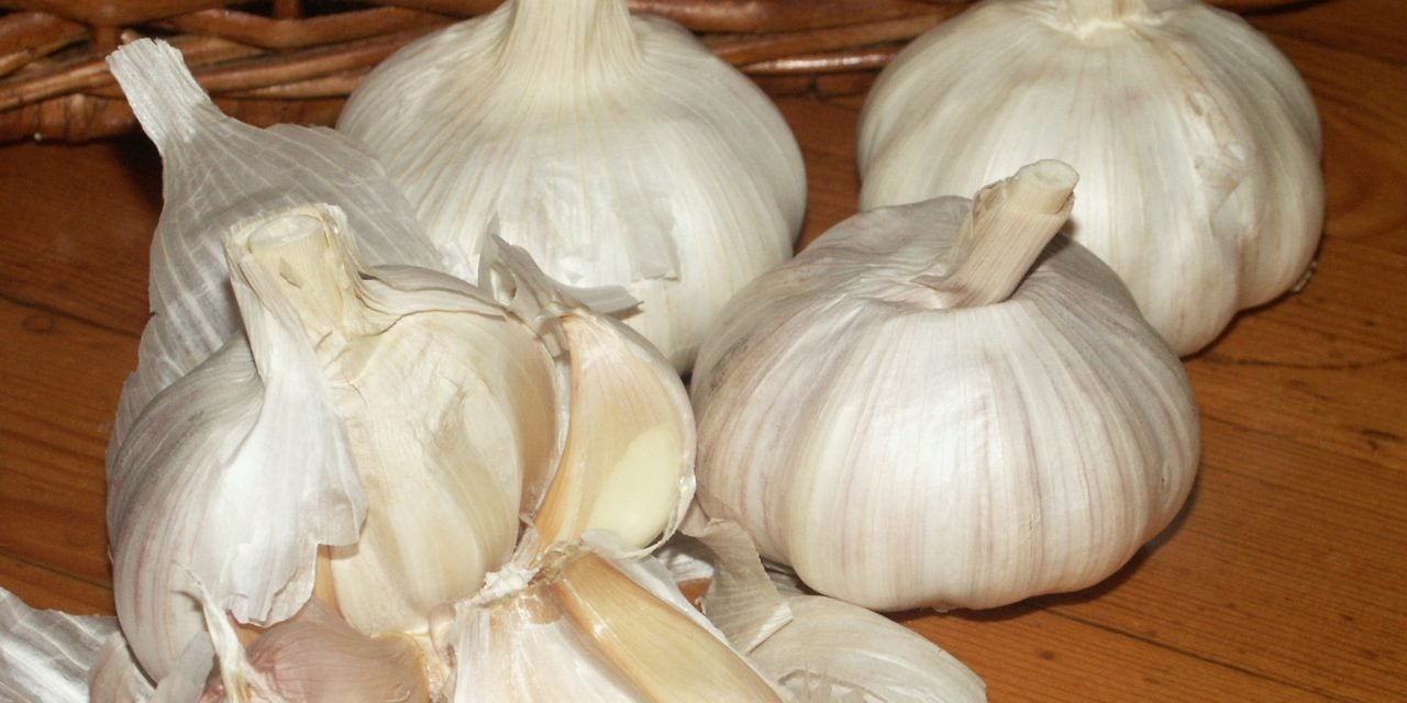 Knoflook, daar zit een gezond luchtje aan