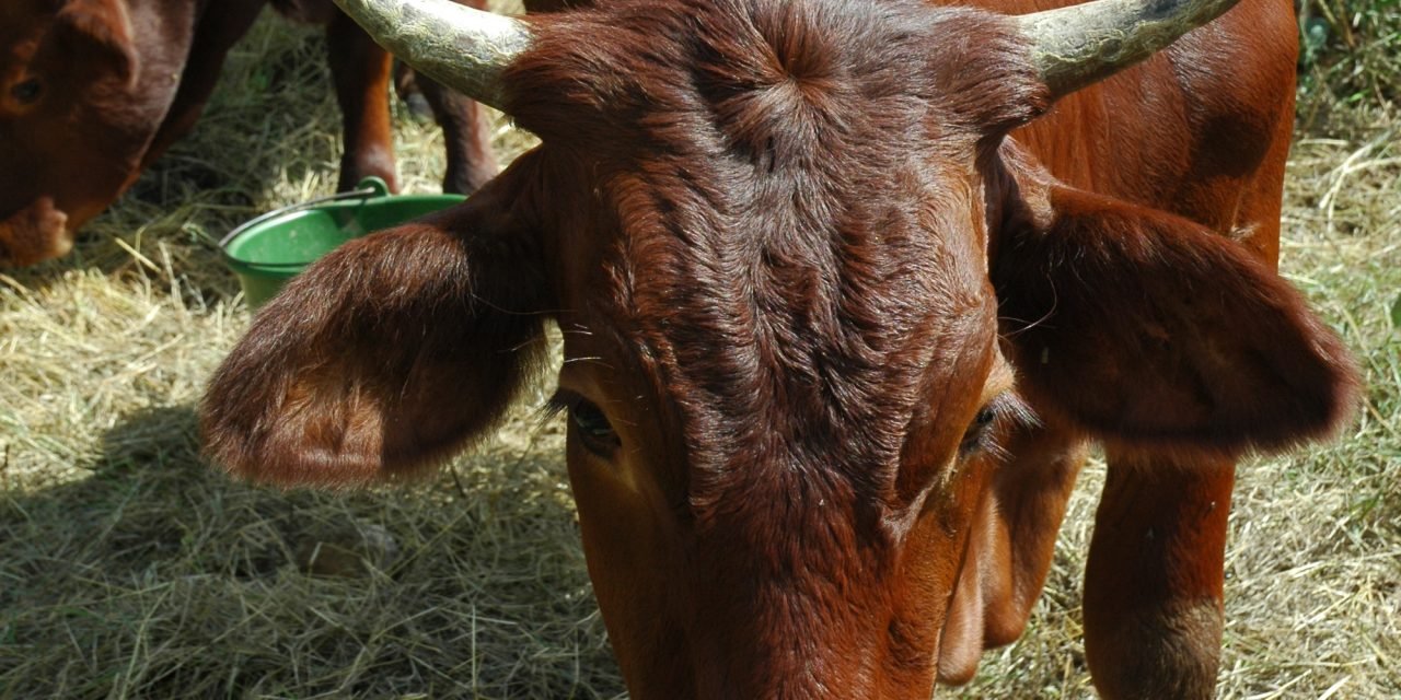 Leerlooierijen een groot gevaar voor gezondheid en milieu