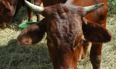 Leerlooierijen een groot gevaar voor gezondheid en milieu