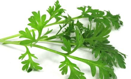 Artemisia Annua of Zomeralsem