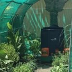 Eigen groenten kweken in de achtertuin