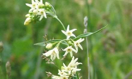 Engystol om de ‘zieke’ cel weer gezond te maken