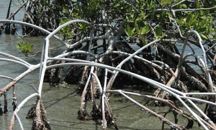 De gevolgen van het broeikaseffect op insecten