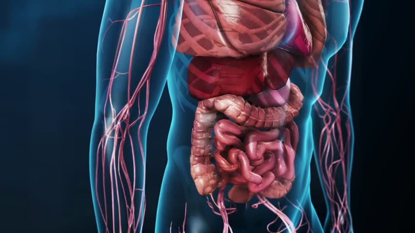 Bepalen de bacteriën in je darmen wat je eet?