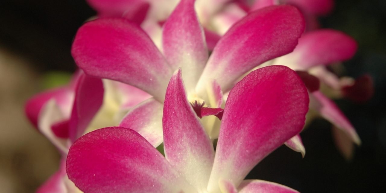 Hoe langer ik (weer) leef hoe mooier het wordt