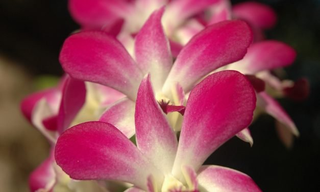 Hoe langer ik (weer) leef hoe mooier het wordt