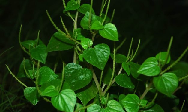 Weer ‘lenga di kachó’ in de tuin