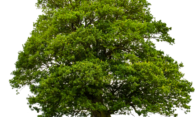 De kracht van de Rode Iep