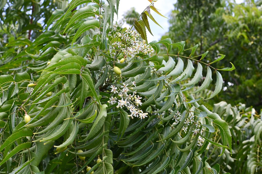 Azadirachta Indica